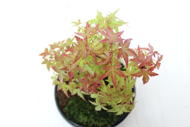 山もみじ寄せ植え,苔,苔玉,ミニ盆栽,盆栽通販,