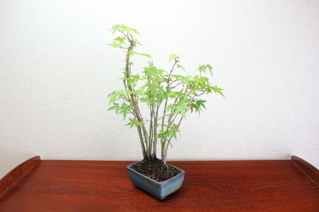 モミジ寄せ植え,苔,苔玉,ミニ盆栽,盆栽通販,