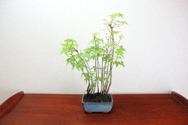 モミジ寄せ植え,苔,苔玉,ミニ盆栽,盆栽通販,