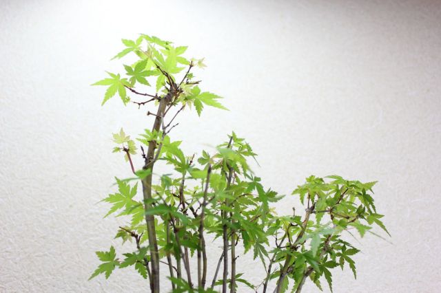 モミジ寄せ植え,苔,苔玉,ミニ盆栽,盆栽通販,