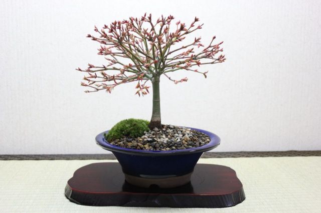 清姫紅葉！ 清姫モミジ | GreenScapeオンラインストア
