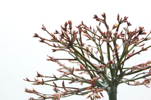 清姫もみじ,苔,苔玉,ミニ盆栽,盆栽通販,