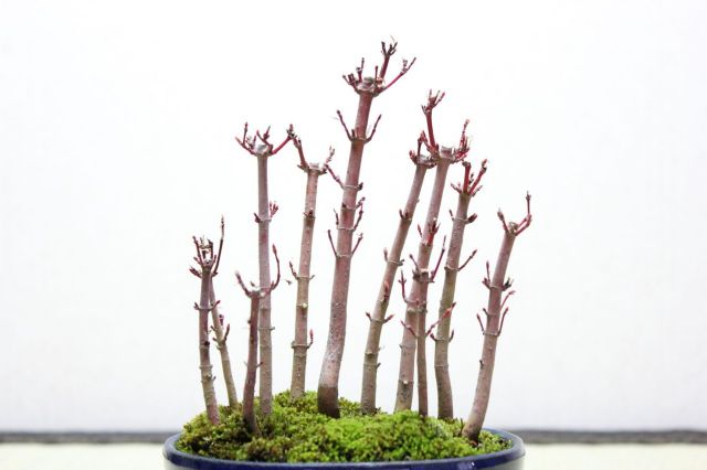 山もみじ寄せ植え,苔,苔玉,ミニ盆栽,盆栽通販,