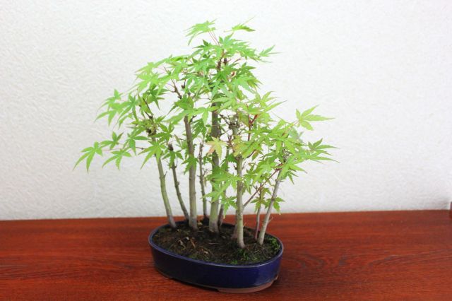 山もみじ寄せ植え