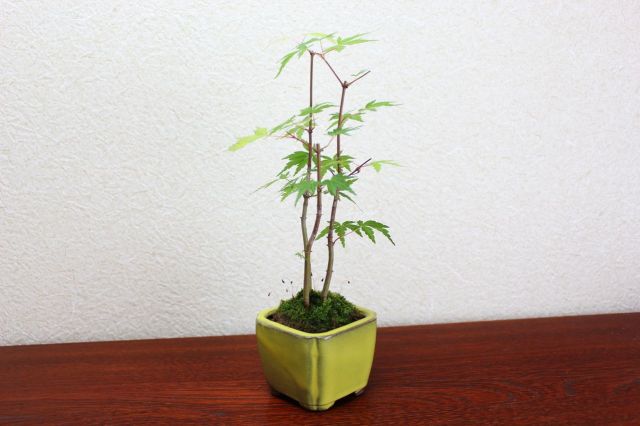 山モミジ,苔,苔玉,ミニ盆栽,盆栽通販,