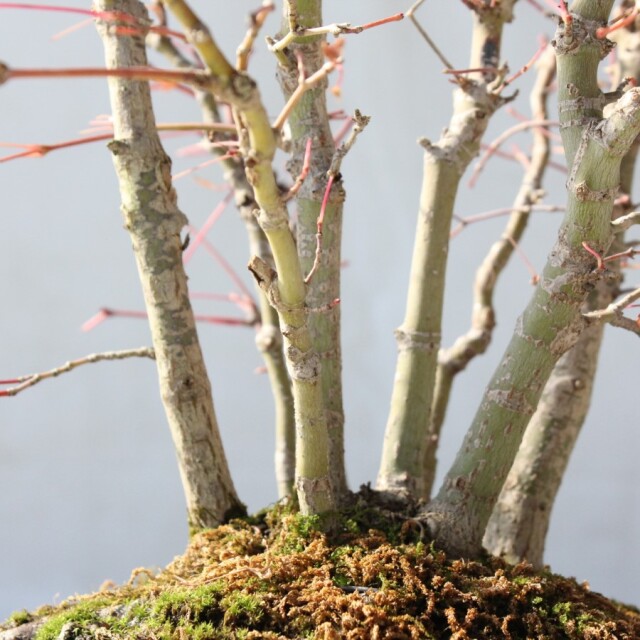 山モミジ 小品盆栽