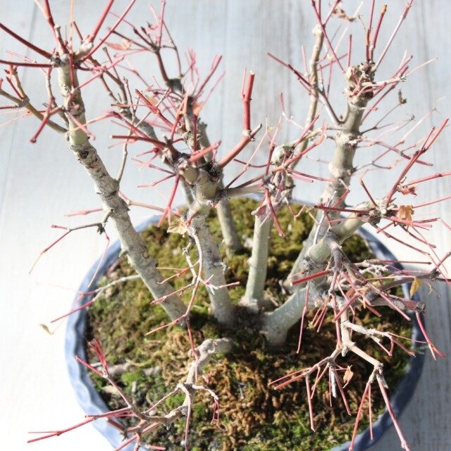 山もみじ。小品盆栽完成品。 大特価！山もみじ〜小品盆栽 - メルカリ