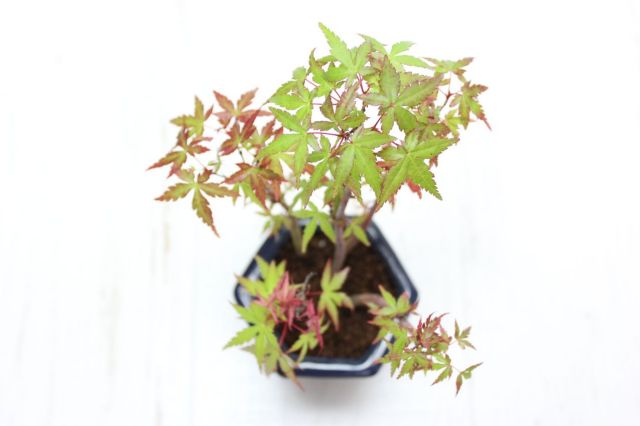 山もみじ寄せ植え,苔,苔玉,ミニ盆栽,盆栽通販,