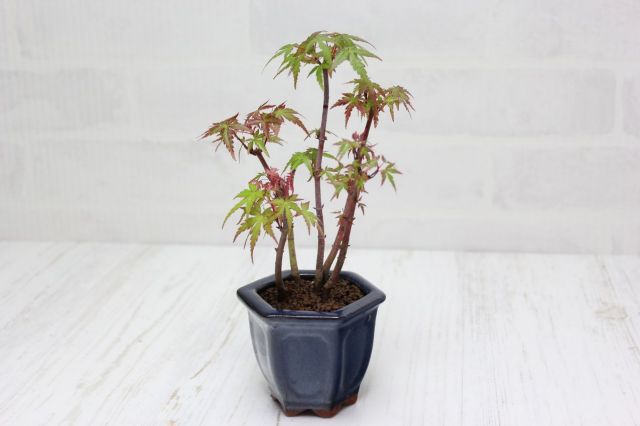 山もみじ寄せ植え,苔,苔玉,ミニ盆栽,盆栽通販,