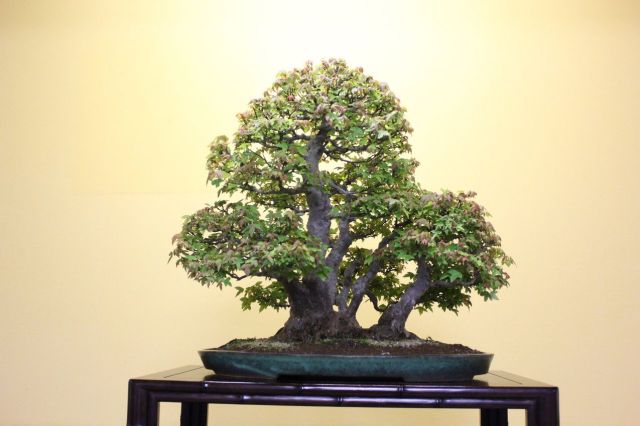 楓　カエデ　[株立ち三幹]　大品盆栽 楓 カエデ [株立ち三幹] 大品盆栽 植木 盆栽 楓」の人気商品一覧