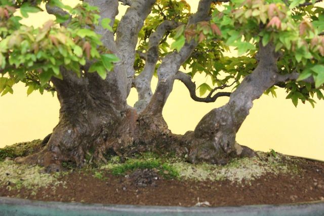 楓　カエデ　[株立ち三幹]　大品盆栽 楓 カエデ [株立ち三幹] 大品盆栽 カエデ 盆栽」の人気商品一覧 |