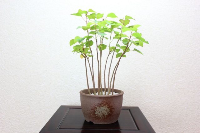 南京ハゼ,苔,苔玉,ミニ盆栽,盆栽通販,