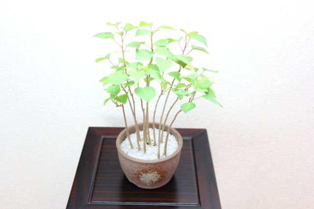 南京ハゼ,苔,苔玉,ミニ盆栽,盆栽通販,