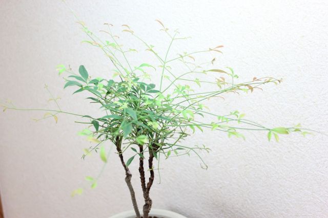 錦糸南天,苔,苔玉,ミニ盆栽,盆栽通販,