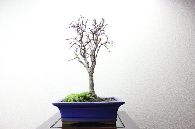 ケヤキ,苔,苔玉,ミニ盆栽,盆栽通販,