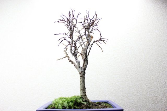 ケヤキ,苔,苔玉,ミニ盆栽,盆栽通販,