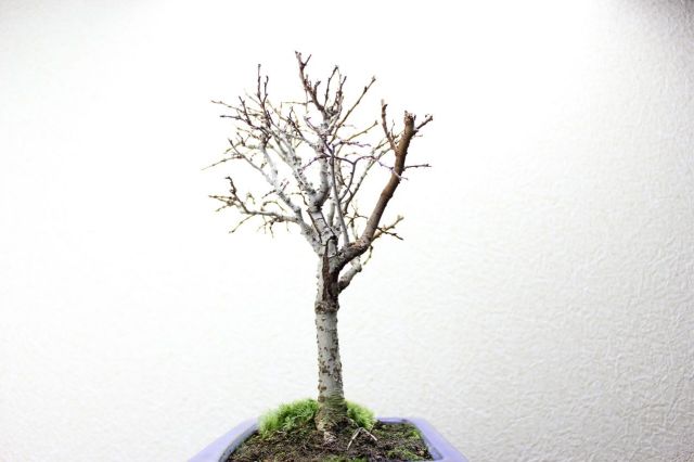 ケヤキ,苔,苔玉,ミニ盆栽,盆栽通販,