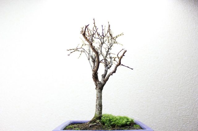 ケヤキ,苔,苔玉,ミニ盆栽,盆栽通販,