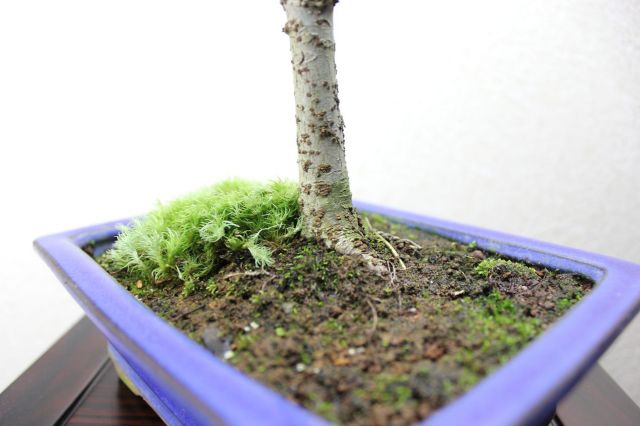 ケヤキ,苔,苔玉,ミニ盆栽,盆栽通販,