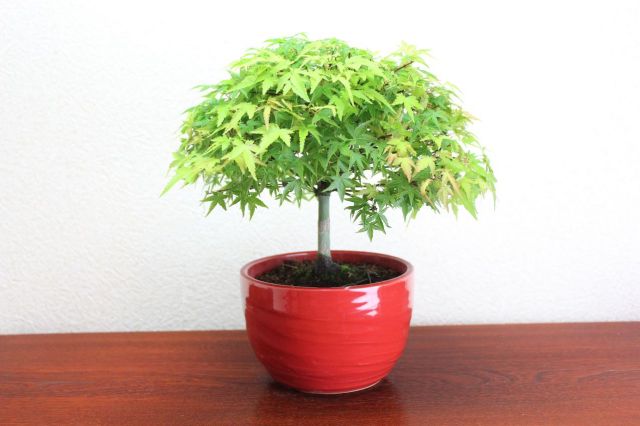 清姫もみじ,苔,苔玉,ミニ盆栽,盆栽通販,