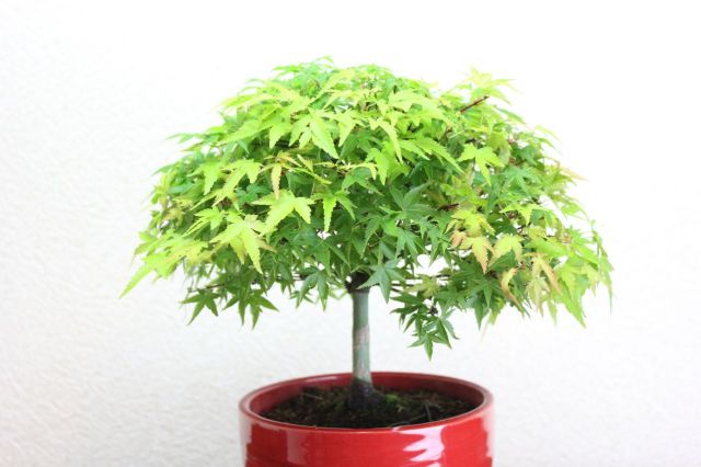 清姫もみじ,苔,苔玉,ミニ盆栽,盆栽通販,