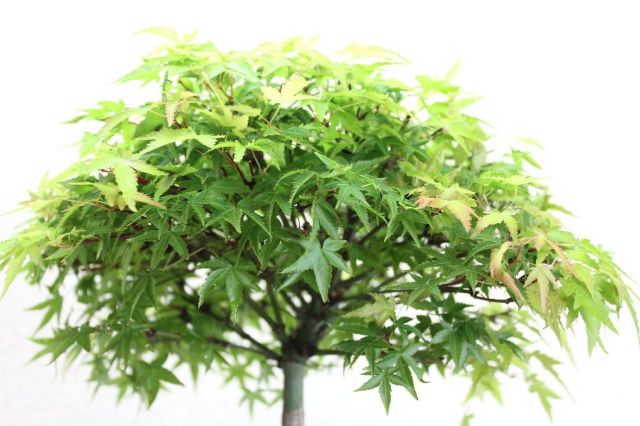清姫もみじ,苔,苔玉,ミニ盆栽,盆栽通販,