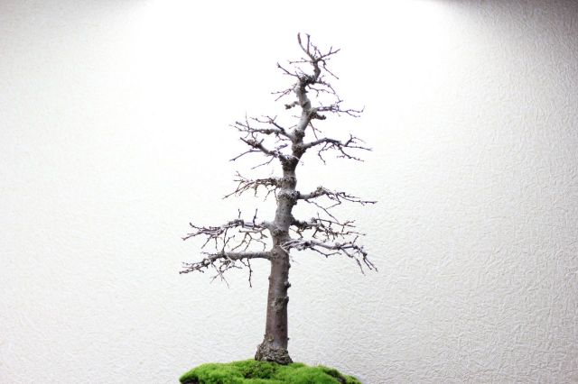 ケヤキ,苔,苔玉,ミニ盆栽,盆栽通販,