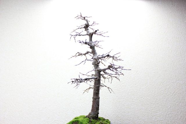ケヤキ,苔,苔玉,ミニ盆栽,盆栽通販,