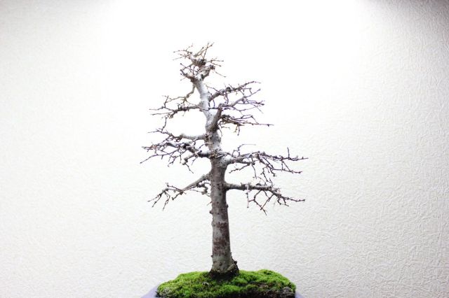 ケヤキ,苔,苔玉,ミニ盆栽,盆栽通販,