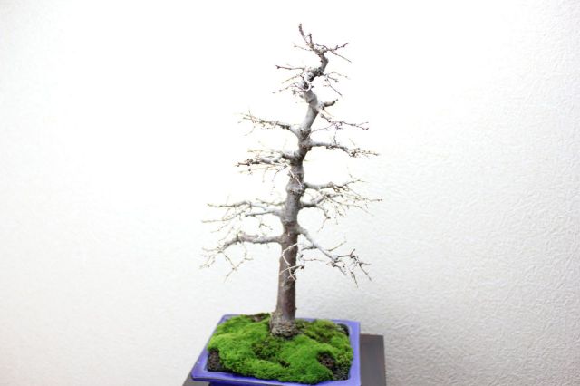 ケヤキ,苔,苔玉,ミニ盆栽,盆栽通販,