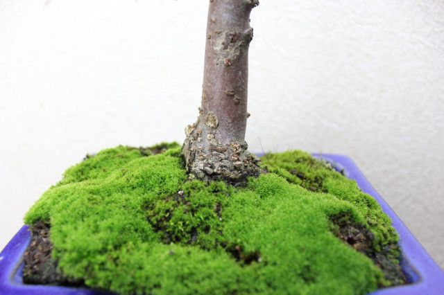 ケヤキ,苔,苔玉,ミニ盆栽,盆栽通販,