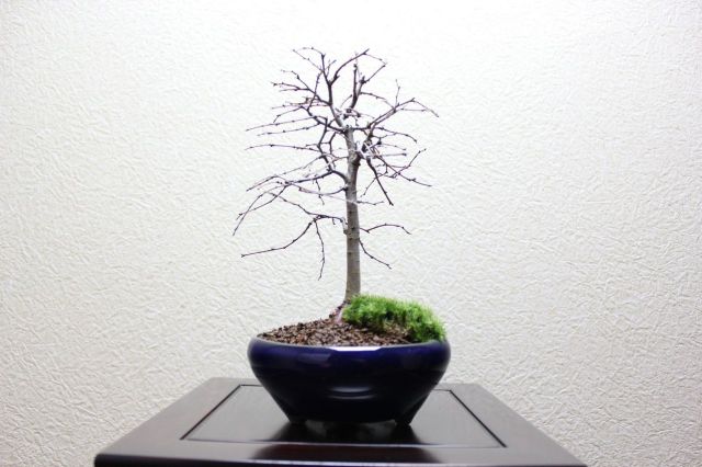 ケヤキ,苔,苔玉,ミニ盆栽,盆栽通販,