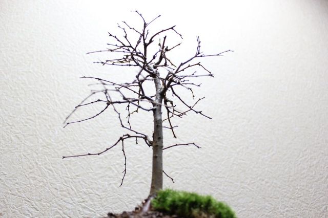 ケヤキ,苔,苔玉,ミニ盆栽,盆栽通販,