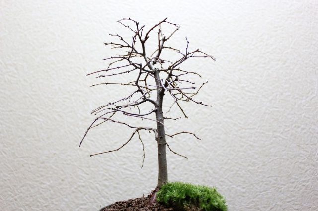 ケヤキ,苔,苔玉,ミニ盆栽,盆栽通販,