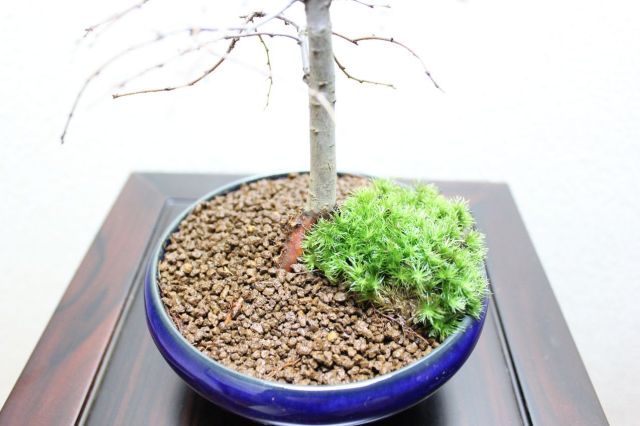 ケヤキ,苔,苔玉,ミニ盆栽,盆栽通販,