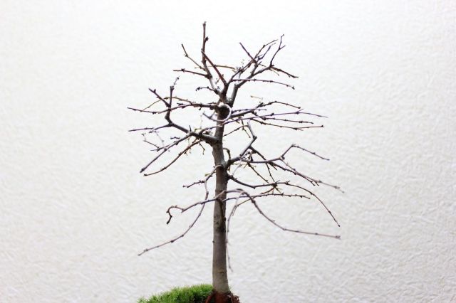 ケヤキ,苔,苔玉,ミニ盆栽,盆栽通販,