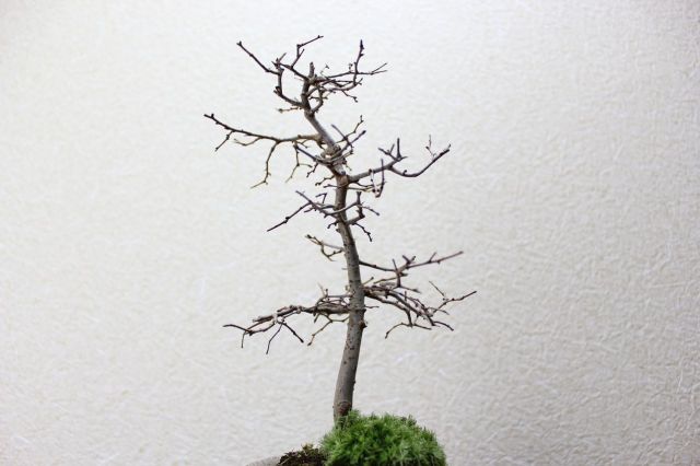 ケヤキ,苔,苔玉,ミニ盆栽,盆栽通販,