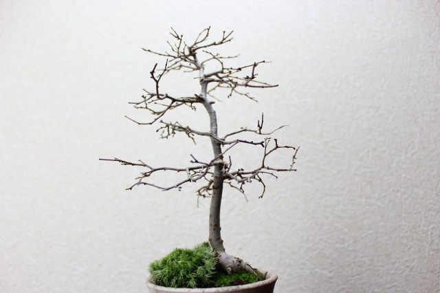ケヤキ,苔,苔玉,ミニ盆栽,盆栽通販,