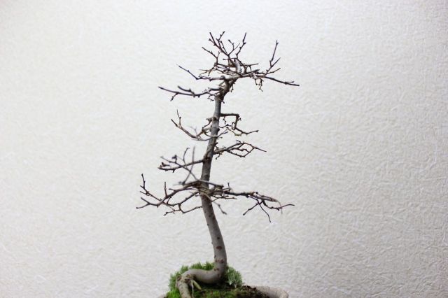 ケヤキ,苔,苔玉,ミニ盆栽,盆栽通販,