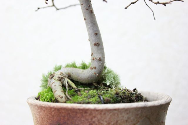 ケヤキ,苔,苔玉,ミニ盆栽,盆栽通販,
