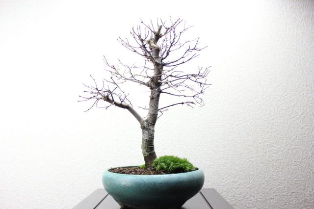 ケヤキ,苔,苔玉,ミニ盆栽,盆栽通販,