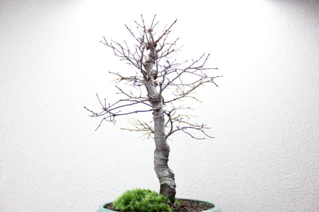 ケヤキ,苔,苔玉,ミニ盆栽,盆栽通販,