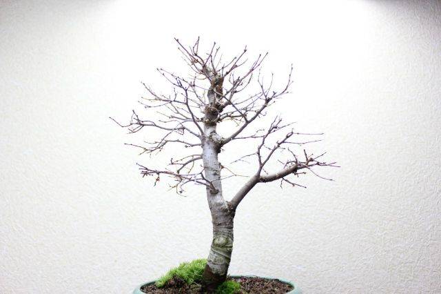 ケヤキ,苔,苔玉,ミニ盆栽,盆栽通販,