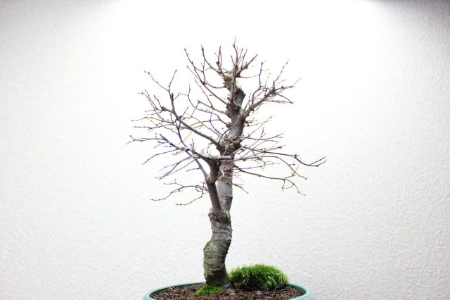 ケヤキ,苔,苔玉,ミニ盆栽,盆栽通販,