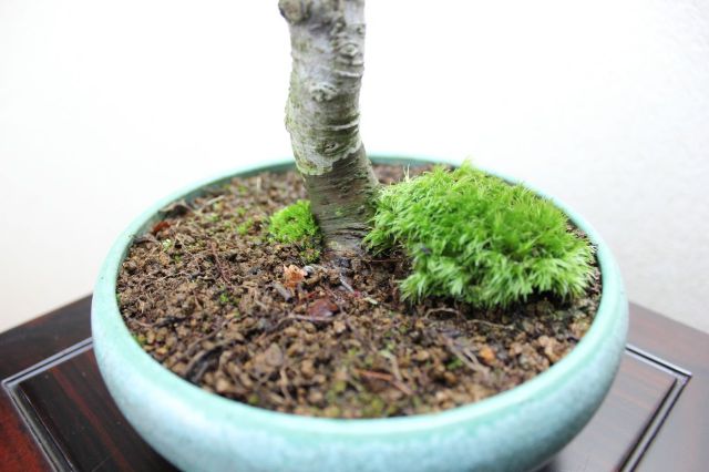 ケヤキ,苔,苔玉,ミニ盆栽,盆栽通販,