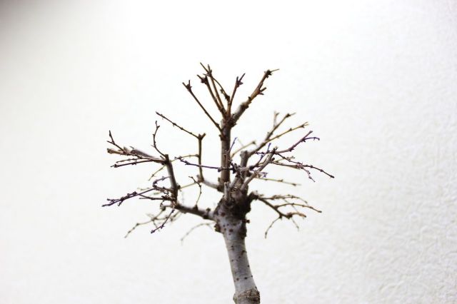 ケヤキ,苔,苔玉,ミニ盆栽,盆栽通販,