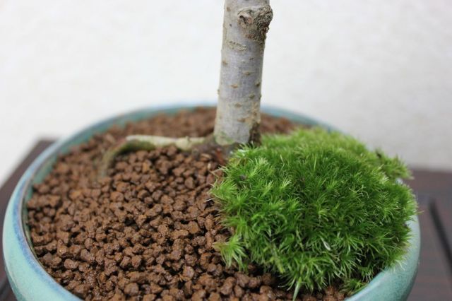 ケヤキ,苔,苔玉,ミニ盆栽,盆栽通販,