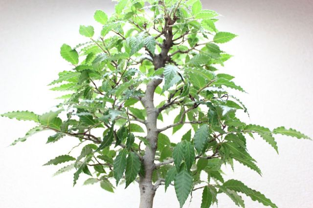ブナ,苔,苔玉,ミニ盆栽,盆栽通販,