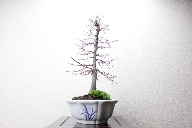 ケヤキ,苔,苔玉,ミニ盆栽,盆栽通販,
