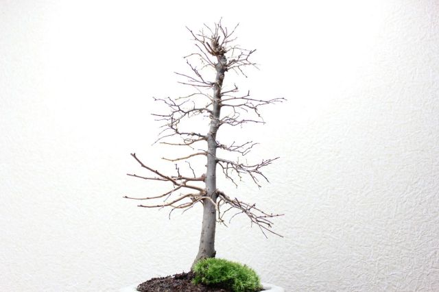 ケヤキ,苔,苔玉,ミニ盆栽,盆栽通販,